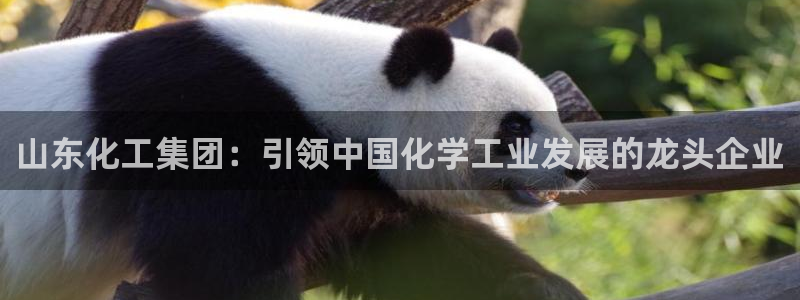 球盟会qm：山东化工集团：引领中国化学工业发展的龙头企业