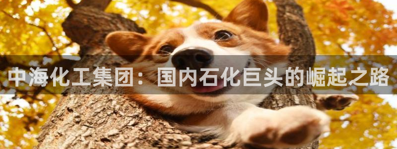 球盟会qm9