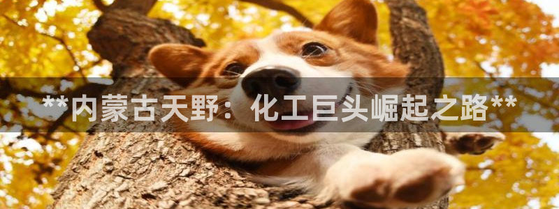 球盟会用的客服聊天是哪个软件