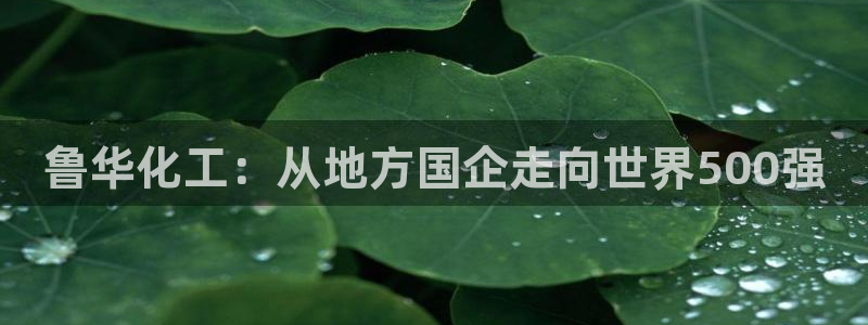 球盟会入口
