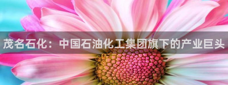 球盟会里面有打牌的嘛知乎