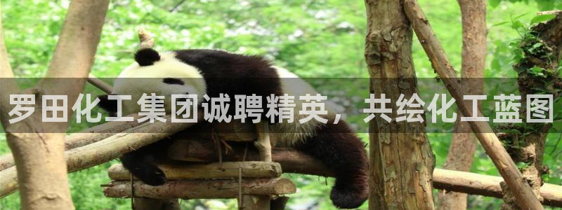 球盟会qm
